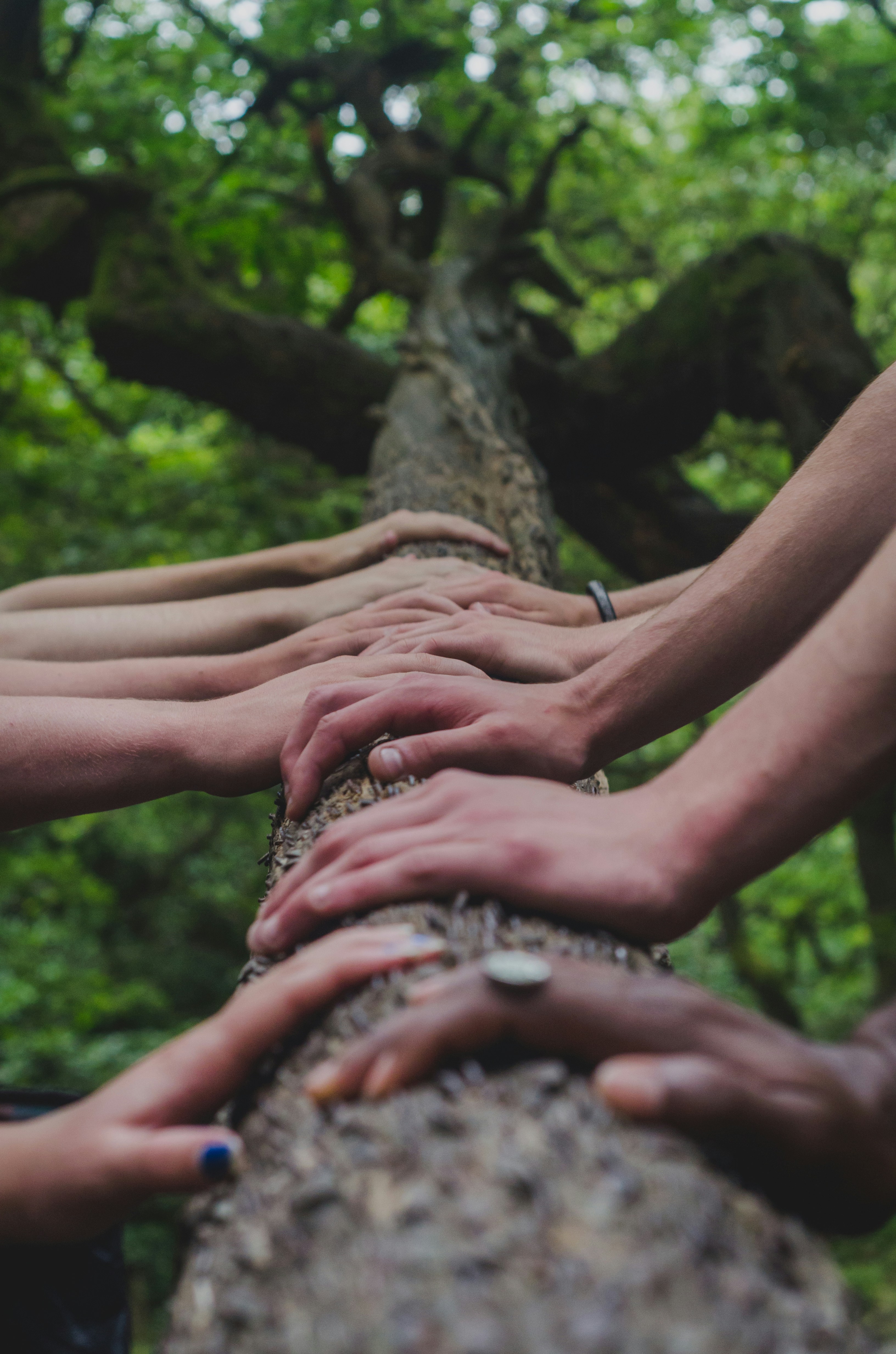 Hands of many people on a branch 